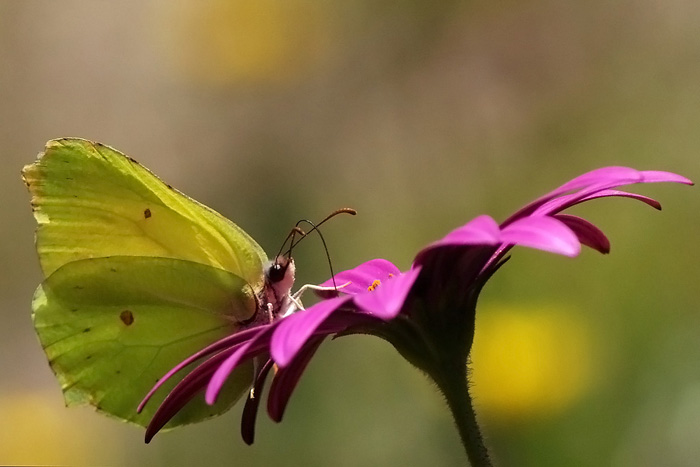 Gonepteryx cleopatra....???